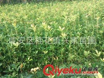 農戶直銷湖北咸寧桂花鎮(zhèn)扦插30-70公分高桂花種苗 綠化苗木 包郵圖片|農戶直銷湖北咸寧桂花鎮(zhèn)扦插30-70公分高桂花種苗 綠化苗木 包郵產品圖片由咸安區(qū)桂花鎮(zhèn)興家苗圃公司生產提供-