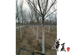 昌邑市綠之源苗圃 高桿雙櫻供應(yīng)，品質(zhì)之選