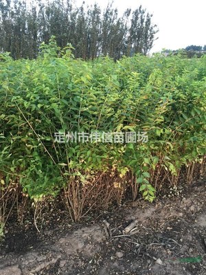 定州市偉信苗圃場 綠意盎然的生態(tài)之窗