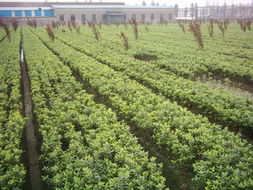 杭州蕭山新街鎮(zhèn)新街苗圃 綠色寶藏，苗木之都的璀璨明珠