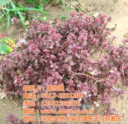 定州苗圃產(chǎn)業(yè)崛起 天源苗圃認(rèn)證商家的綠色典范