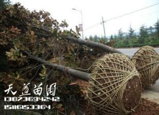 常德天益苗圃15公分廣玉蘭價(jià)格解析 品質(zhì)與價(jià)值的雙重考量