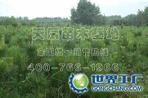 黑龍江優(yōu)質(zhì)樹苗熱銷 黑松、落葉松、云杉苗圃低價(jià)供應(yīng)