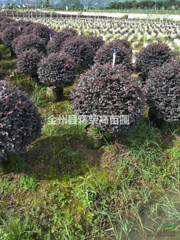全州縣蔣榮高苗圃 深耕苗木產(chǎn)業(yè)，繪就綠色致富圖