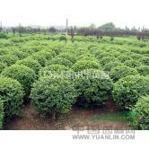 桂香深處話苗圃——從育苗到成林的桂花養(yǎng)護(hù)之道