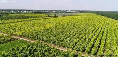 種植苗木想提高質(zhì)量和利潤(rùn)？苗圃管理的要點(diǎn)與難點(diǎn)全解析