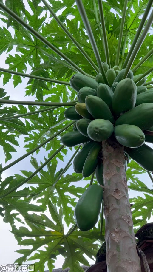 葉綠素與葉面肥 嘉禾苗圃的苗木養護實踐