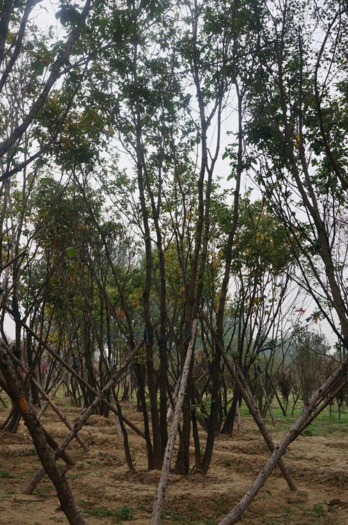 藝苑苗圃產品介紹 匠心培育，綠意盎然