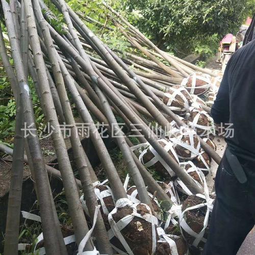 光桿苗圃選購指南 廠家、品牌、圖片與熱帖全解析