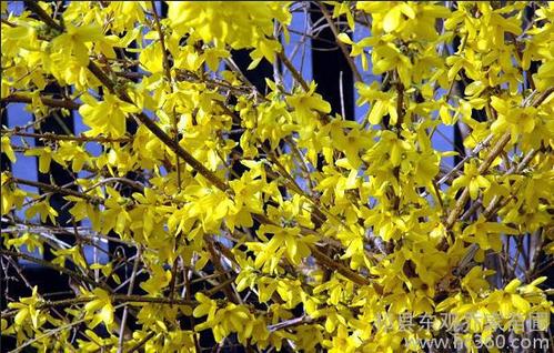 走進喬家苗圃 金色植物與生態種植的綠色選擇