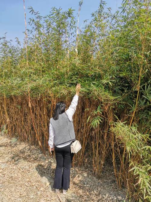 成都3米苗木供應信息