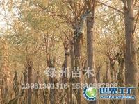 香花槐培植與市場供應全解析——綠洲苗圃助力園林綠化